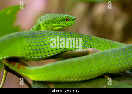 Weiß-Lippigen pit Viper, ein älterer Name albolabris, Chiang Dao, Thailand Stockfoto