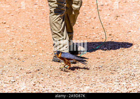 Ein Wanderfalke demonstrierte seine Geschwindigkeit im Alice Springs Desert Park, Northern Territory, Australien Stockfoto