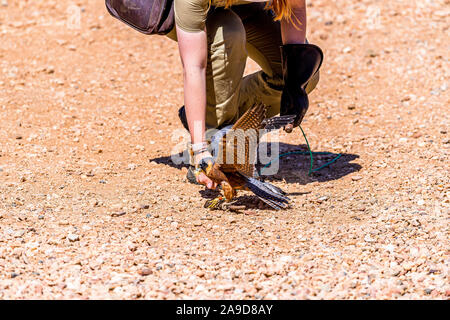 Ein Ranger Feeds ein Wanderfalke im Alice Springs Desert Park Vogel Show im Northern Territory, Australien Stockfoto