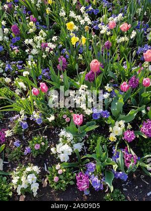 Blumenbeet im Frühjahr Stockfoto