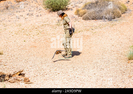 Ein Wanderfalke demonstrierte seine Geschwindigkeit im Alice Springs Desert Park, Northern Territory, Australien Stockfoto