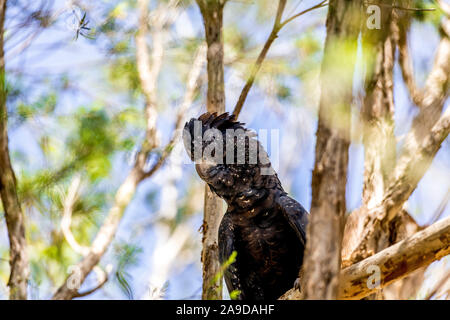 Der Red-tailed black Cockatoo (Calyptorhynchus banksii) auch als Banken 'black Cockatoo genannt, ist eine große, schwarze Kakadus in Australien. Stockfoto