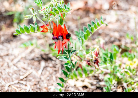 Swainsona Formosa, Sturt's Desert Pea ist eine australische Pflanzenart aus der Gattung Swainsona nach Englisch Botaniker Isaac Swainson, berühmt für seine dist benannt Stockfoto