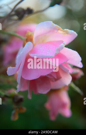 Rosa "Felicia" (HM) AGM mit Tau und Spinnweben im späten Oktober Stockfoto