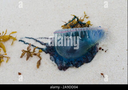 Portugiesische Man o' War quallen an der Golfküste Ocean Beach Küste. Schöne, gefährliche, bunte Qualle mit leuchtenden blauen Farbe. Stockfoto