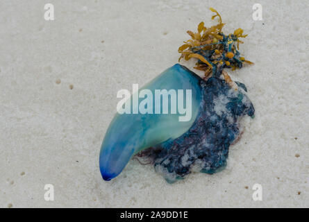 Portugiesische Man o' War quallen an der Golfküste Ocean Beach Küste. Schöne, gefährliche, bunte Qualle mit leuchtenden blauen Farbe. Stockfoto