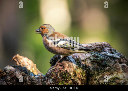 Buchfink (Fringilla coelebs) sitzen auf einem Baum. Stockfoto