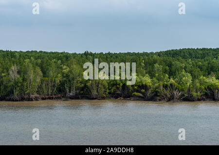 Lange Tau Fluss, Vietnam - 12. März 2019: bei Thieng Lieng nur die Mündung des Flusses: Nahaufnahme von dichten hell- und dunkelgrünen Dschungel grenzt an die Stirn Stockfoto