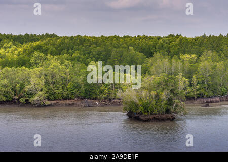 Lange Tau Fluss, Vietnam - 12. März 2019: bei Thieng Lieng bis von der Mündung des Flusses: jedes Stück Dreck von dichten grünen Dschungel grenzt an die Stirn bedeckt Stockfoto