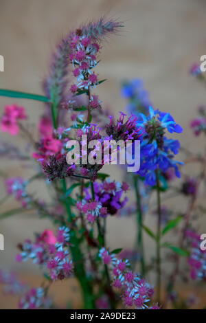 Eine Vase mit Ende Oktober Blumen aus dem Garten einschließlich Verbena bonariensis, Aster lateriflorus 'Lady In Black', Diacea personata, Salvia uliginosa, Stockfoto