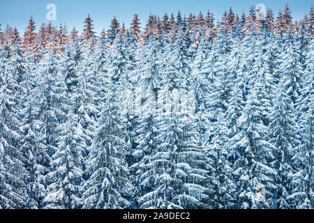 Blick auf verschneite Baumkronen im Fichtenwald im Harz Stockfoto