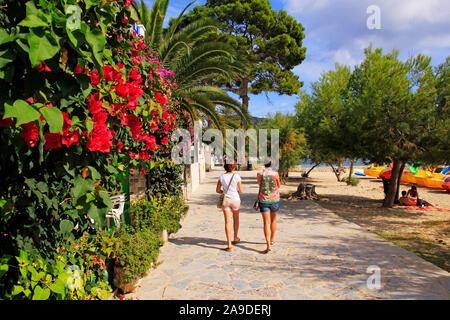 Pine Walk am Strand in der Bucht von Port de Pollença, Mallorca, Balearen, Spanien Stockfoto