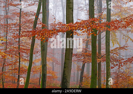 Buche Wald im Herbst, Freudenburg im Saargau, Saarburg, Rheinland-Pfalz, Deutschland Stockfoto