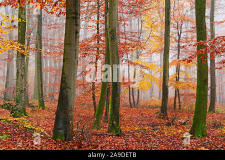Buche Wald im Herbst, Freudenburg im Saargau, Saarburg, Rheinland-Pfalz, Deutschland Stockfoto