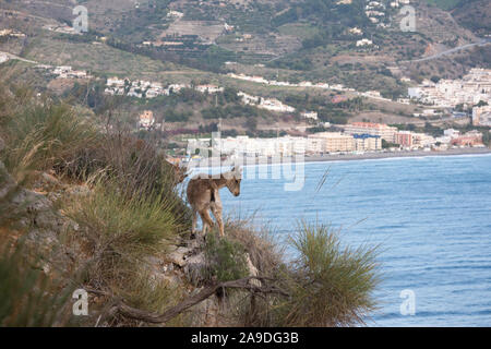 Juvenile Iberische Steinbock stehend auf einem Felsvorsprung mit Blick auf das Resort von La Herradura. Sie sind durch menschliche Eingriffe in ihren Lebensraum bedroht. Stockfoto