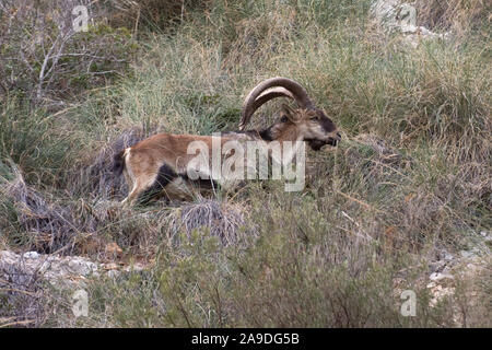 Männliche Iberische Steinböcke Beweidung auf Wild Mountain Gräser Stockfoto