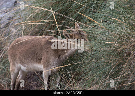 Weibliche Iberische Steinböcke Weidetage auf Almen Gräser Stockfoto