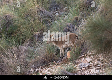 Kleine weibliche Iberische Steinböcke auf einer felsigen Klippe Trail Stockfoto