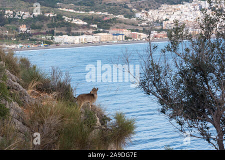 Juvenile Iberische Steinbock stehend auf einem Felsvorsprung mit Blick auf das Resort von La Herradura. Sie sind durch menschliche Eingriffe in ihren Lebensraum bedroht. Stockfoto