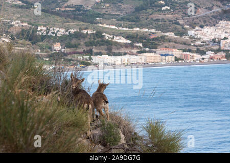 Zwei Kinder Iberische Steinbock stehend auf einem Felsvorsprung mit dem Ferienort La Herradura hinter Ihnen. Iberische Steinböcke sind anfällig für menschliche Eingriff Stockfoto