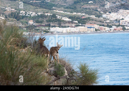 Zwei Kinder Iberische Steinbock stehend auf einem Felsvorsprung mit dem Ferienort La Herradura hinter Ihnen. Iberische Steinböcke sind anfällig für menschliche Eingriff Stockfoto