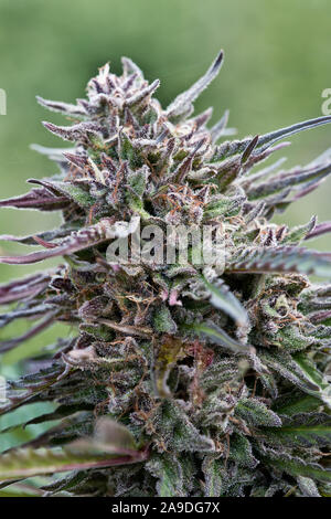 Blühende Hanfpflanze 'Suver Haze', Sorte, Cannabis sativa. Stockfoto