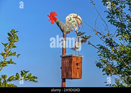 Nistkasten, Zinn Vogel und Wetterhahn, close-up Stockfoto