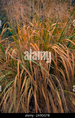 Molinia caerulea Subsp arundinacea 'Transparent' im November Stockfoto