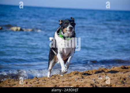 Hund suchen die Kamera laufen oder Modellierung in der Natur Stockfoto