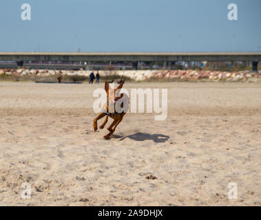 Hund suchen die Kamera laufen oder Modellierung in den Strand Stockfoto