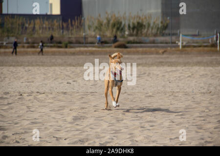 Hund suchen die Kamera laufen oder Modellierung in den Strand Stockfoto