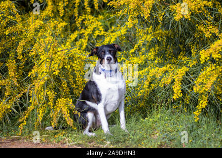 Hund suchen die Kamera laufen oder Modellierung in der Natur Stockfoto