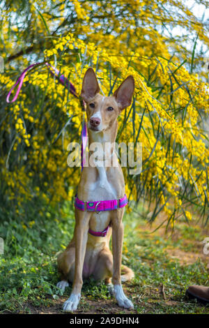 Hund suchen die Kamera laufen oder Modellierung in der Natur Stockfoto