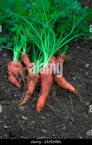 Frisch gegraben Karotten Daucus carota" Atomic Rot' im frühen Winter Stockfoto