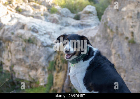 Hund suchen die Kamera laufen oder Modellierung in der Natur Stockfoto