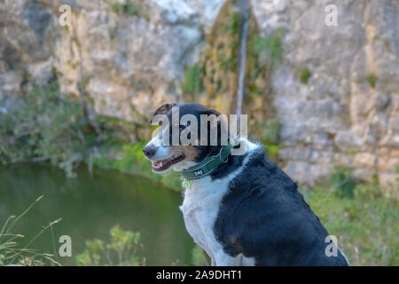 Hund suchen die Kamera laufen oder Modellierung in der Natur Stockfoto