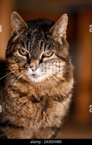 Kater Stockfoto