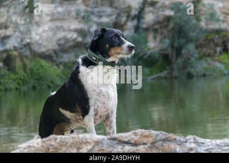 Hund suchen die Kamera laufen oder Modellierung in der Natur Stockfoto