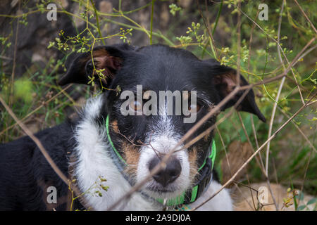 Hund suchen die Kamera laufen oder Modellierung in der Natur Stockfoto