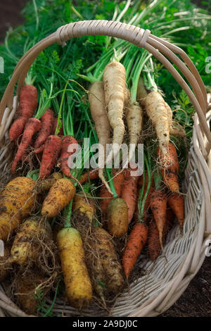 Frisch gegraben Karotten in einem Korb: Daucus carota im frühen Winter" Atomic Rot'' Jaune de Doubs', 'Herbst König" und "Lunar White' Stockfoto