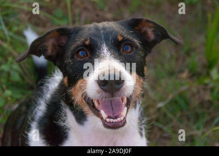 Hund suchen die Kamera laufen oder Modellierung in der Natur Stockfoto