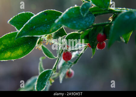 Sarcococca ruscifolia var. chinensis im Januar mit Frost Stockfoto