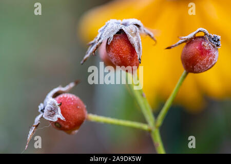 Dog Rose, infructescence mit Rime, close-up Stockfoto