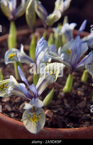 Iris 'Katherine Hodgkin' (Reticulata) Hauptversammlung im Januar Stockfoto