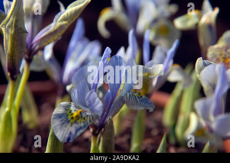 Iris 'Katherine Hodgkin' (Reticulata) Hauptversammlung im Januar Stockfoto