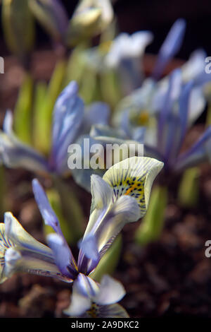 Iris 'Katherine Hodgkin' (Reticulata) Hauptversammlung im Januar Stockfoto