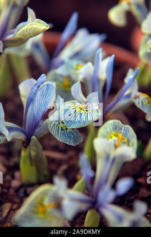 Iris 'Katherine Hodgkin' (Reticulata) Hauptversammlung im Januar Stockfoto