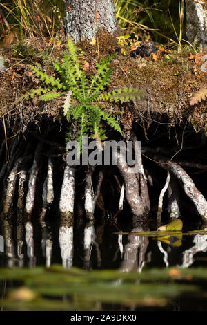 Deutschland, Mecklenburg-Vorpommern, Müritz Nationalpark, natürliche Ufer Stockfoto