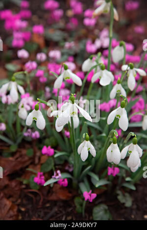 Galanthus "Brenda Troyle' mit Cyclamen Coum im Februar Stockfoto