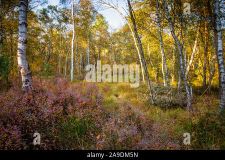 Herbstlicher Waldweg mit Birken im Moor Stockfoto